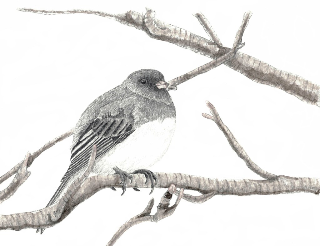 Male Junco perched on a branch