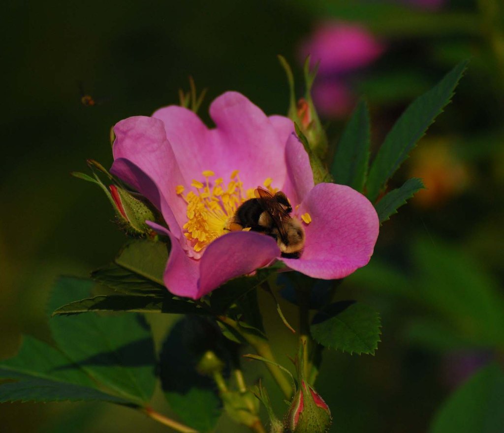 Bee collecting pollen on a wild rose flower