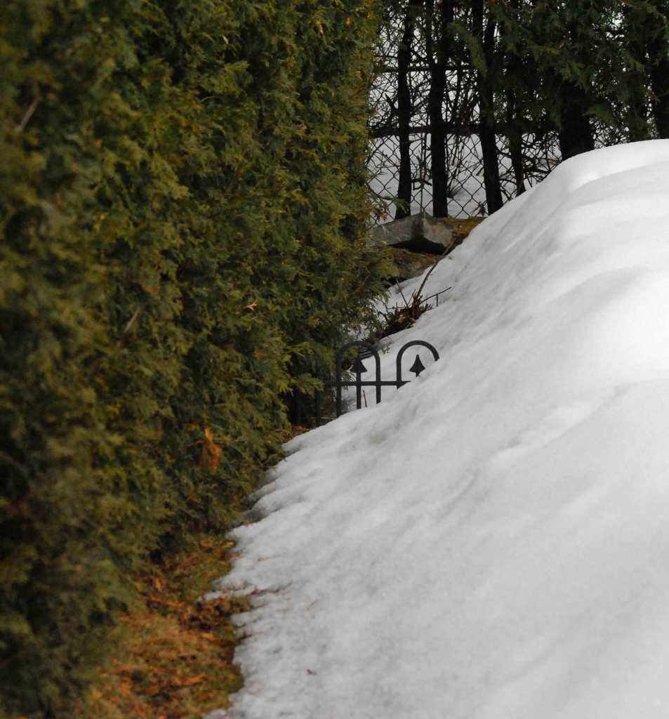 Grass emerges from under the receding snow