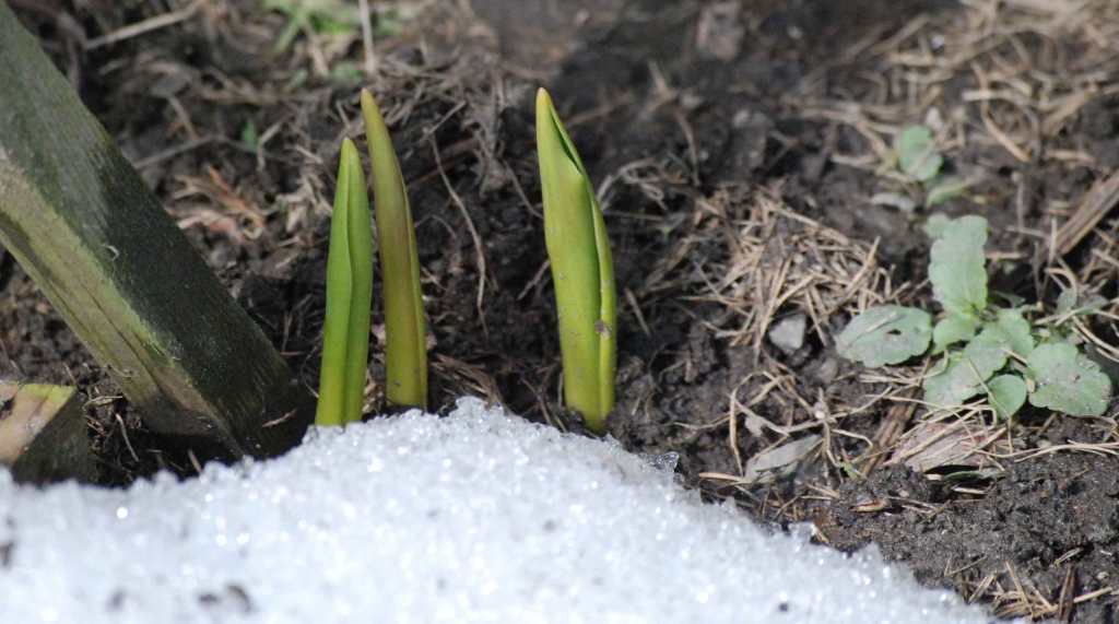 Daffodil sprouts and Wild Pansy leaves