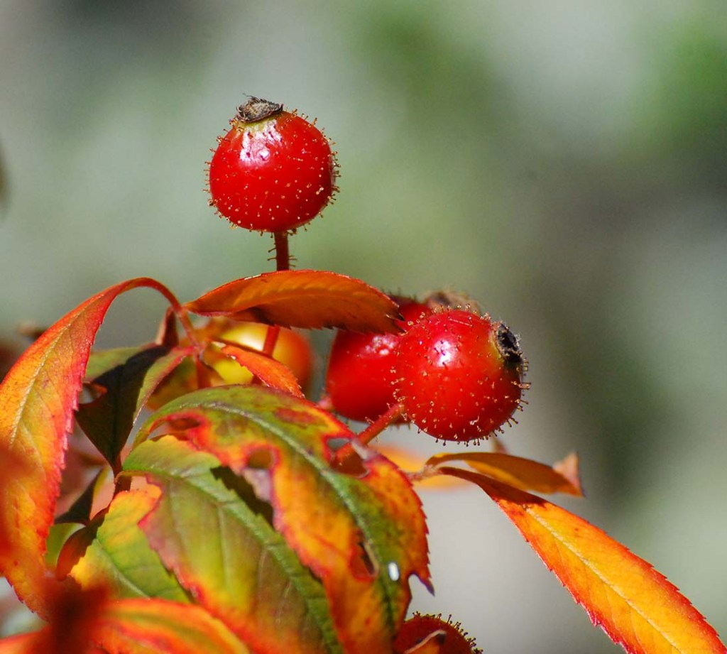 bright red rose hips surrounded by autumn coloured leaves of yellow, orange, red, with some lingering green. 