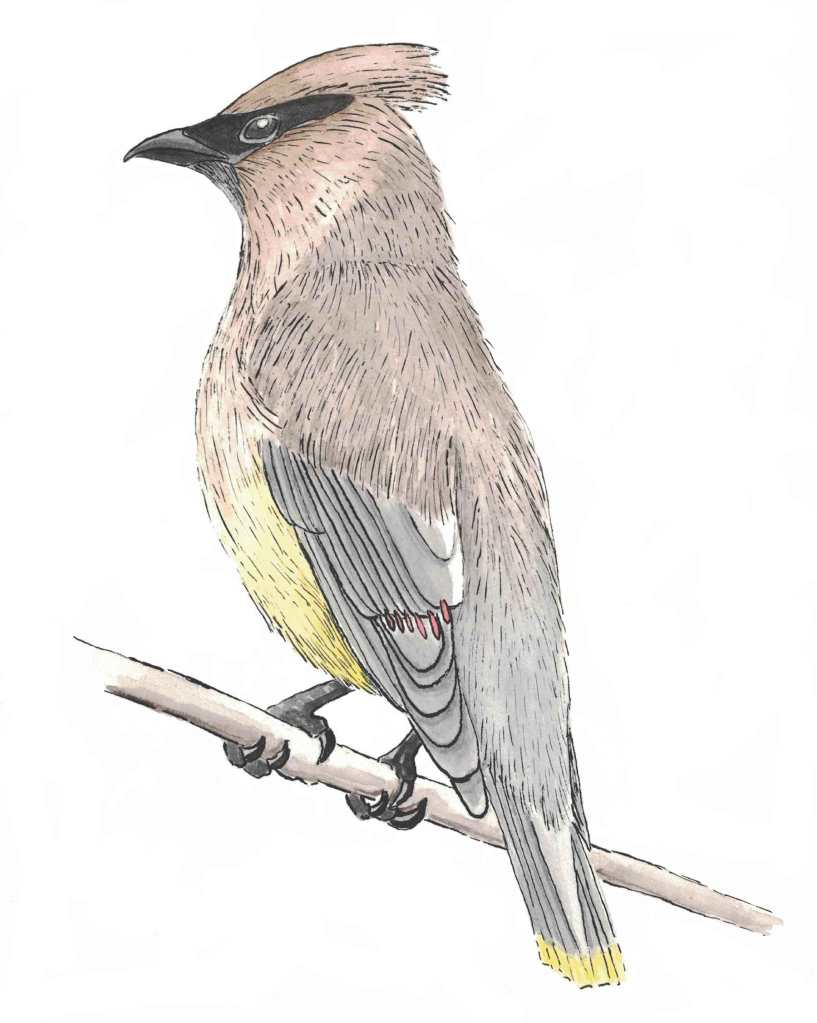 Cedar waxwing on a branch