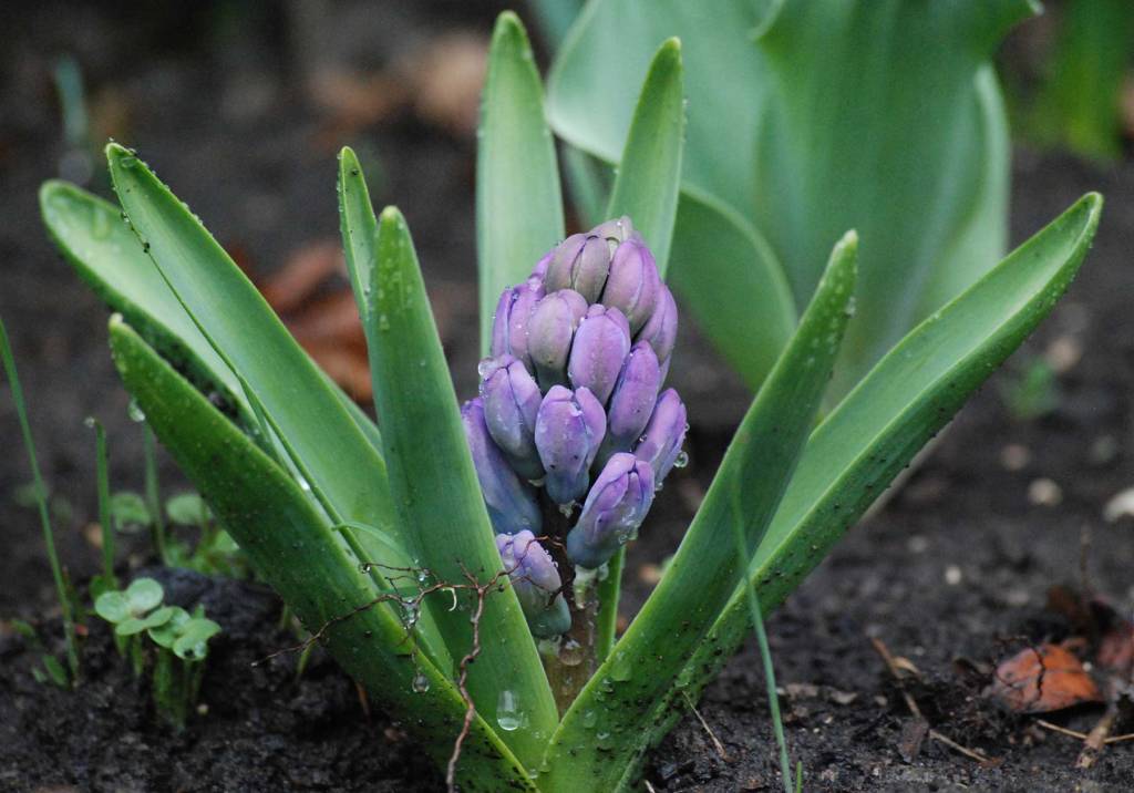 Hyacinth flowering after the ice storm