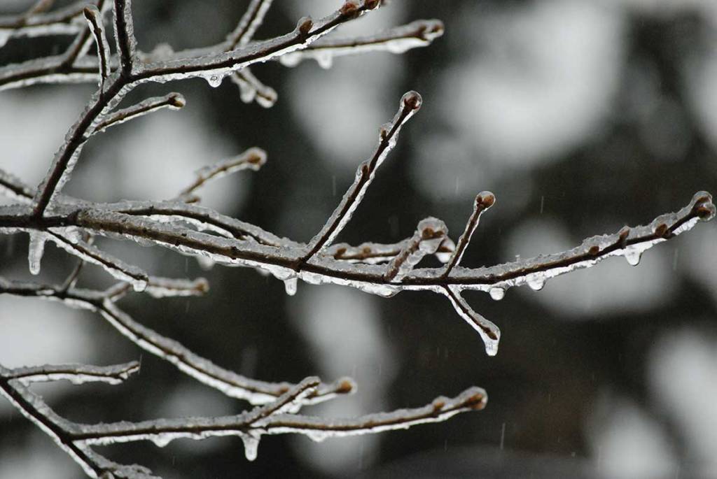 Ice covered buds on the lilac bush