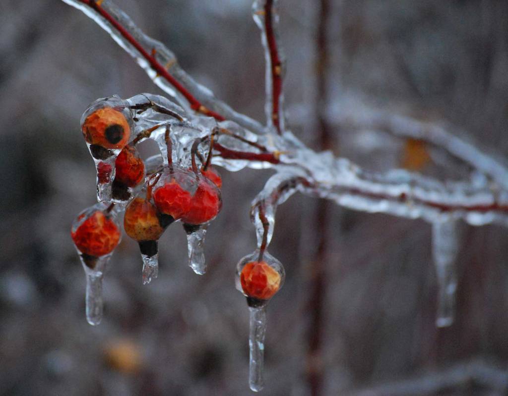 Ice covered wild rose hips