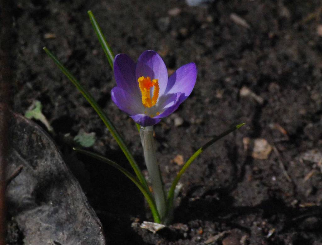 Crocus flower opening to the sun