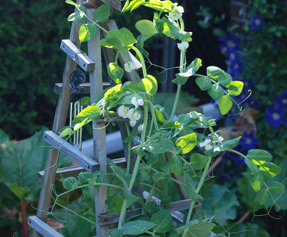 Beautiful climbing peas in flower