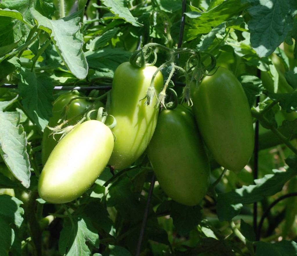 Four unripe Roma tomatoes