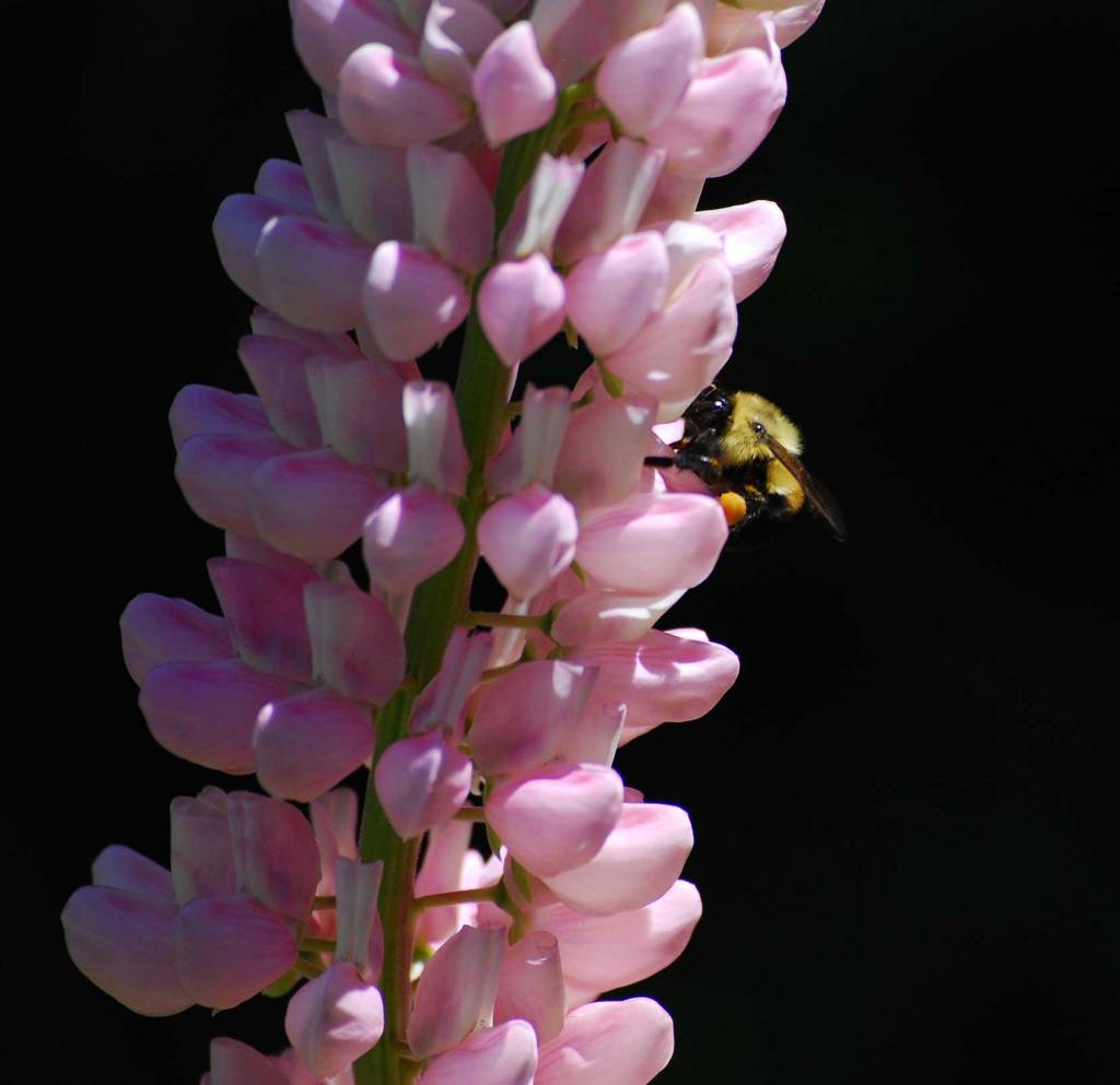 A Bee enjoying a lupine flower