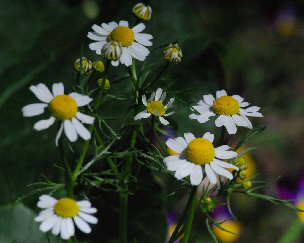 Chamomile ready to harvest