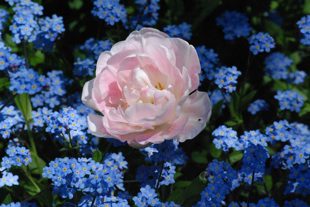 Pink tulip growing between Forget-me-nots