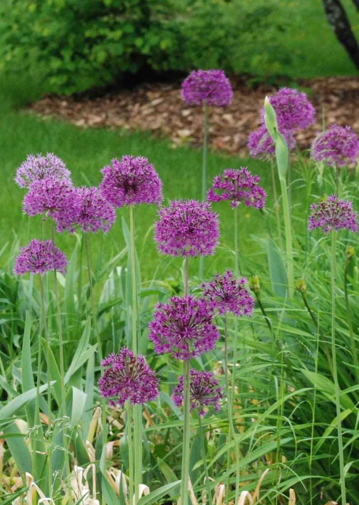 Flowering purple plants.