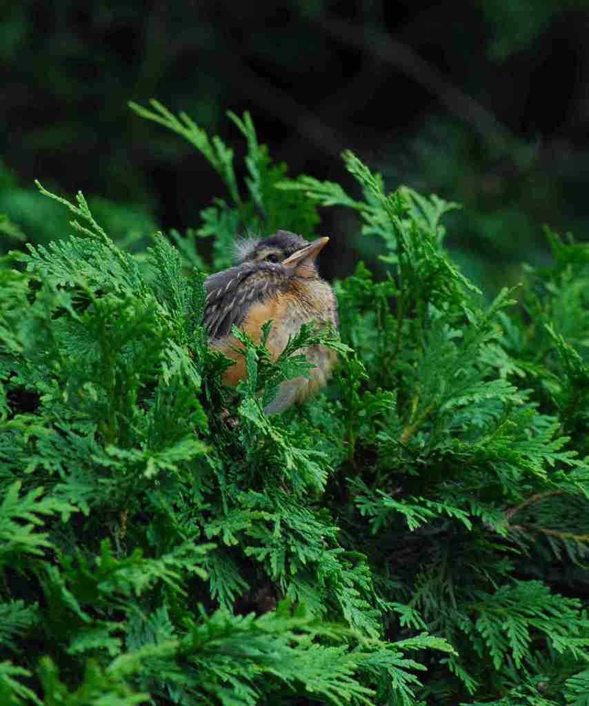 Robin fledgling in a hedge