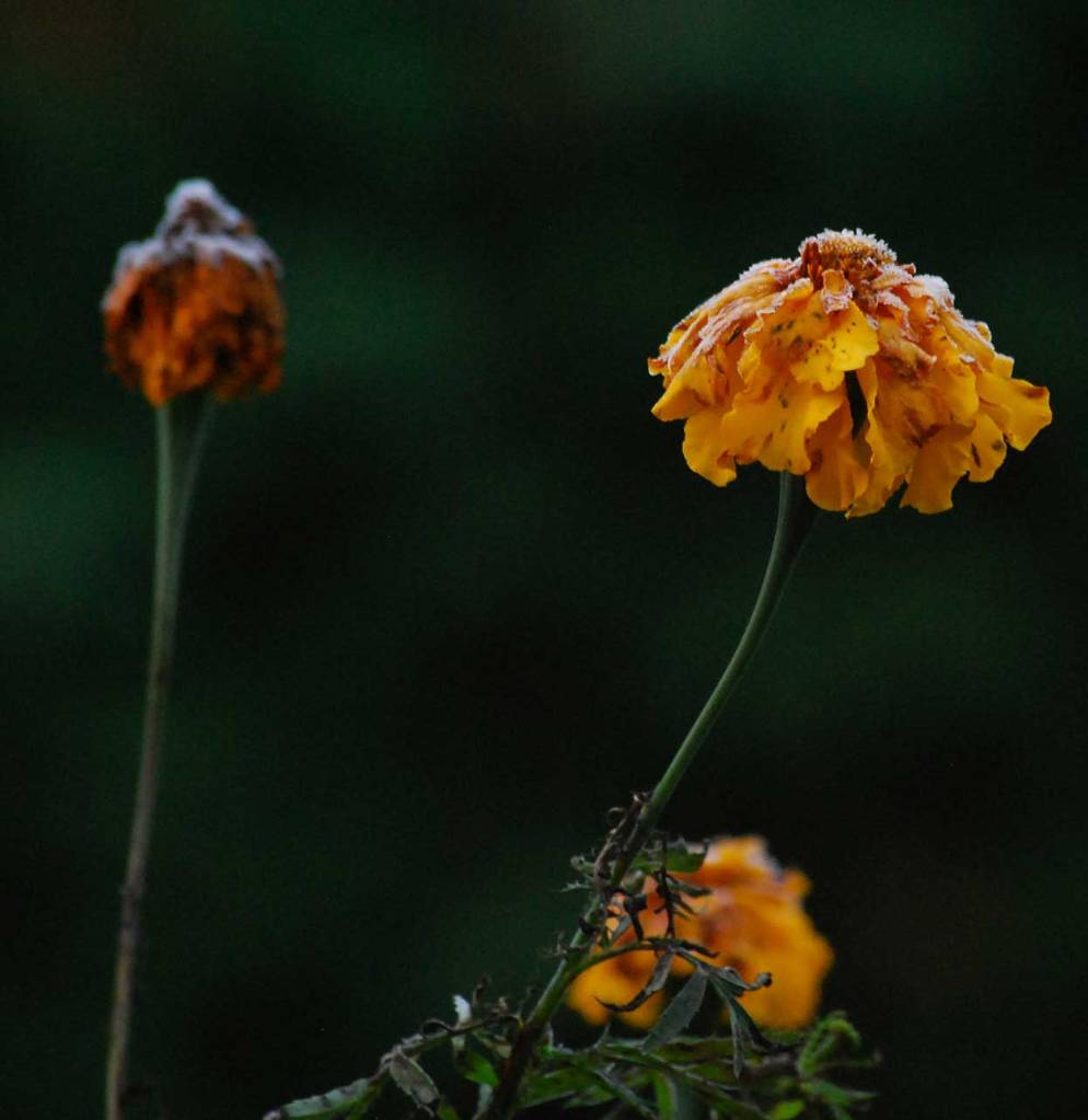 A wilted Marigold flower that has been through frost and a brief snowfall. 