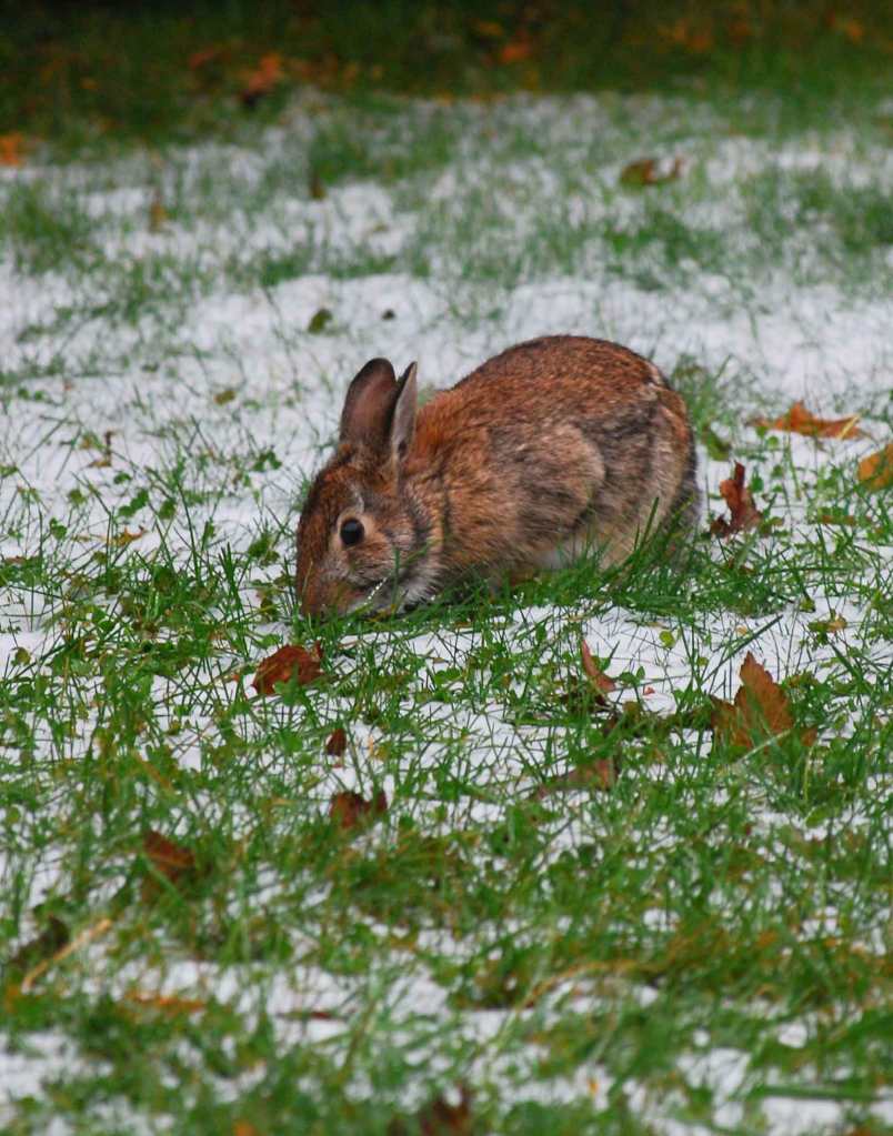 A wild bunny foraging for grass after a light snow.