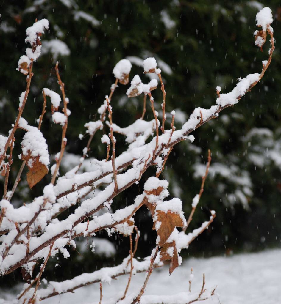 Branches of a Current shrub covered in November snow