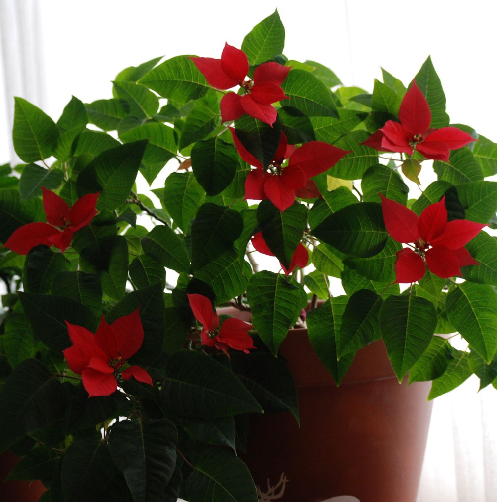 A four year old poinsettia just starting to go red in the leaves. 
