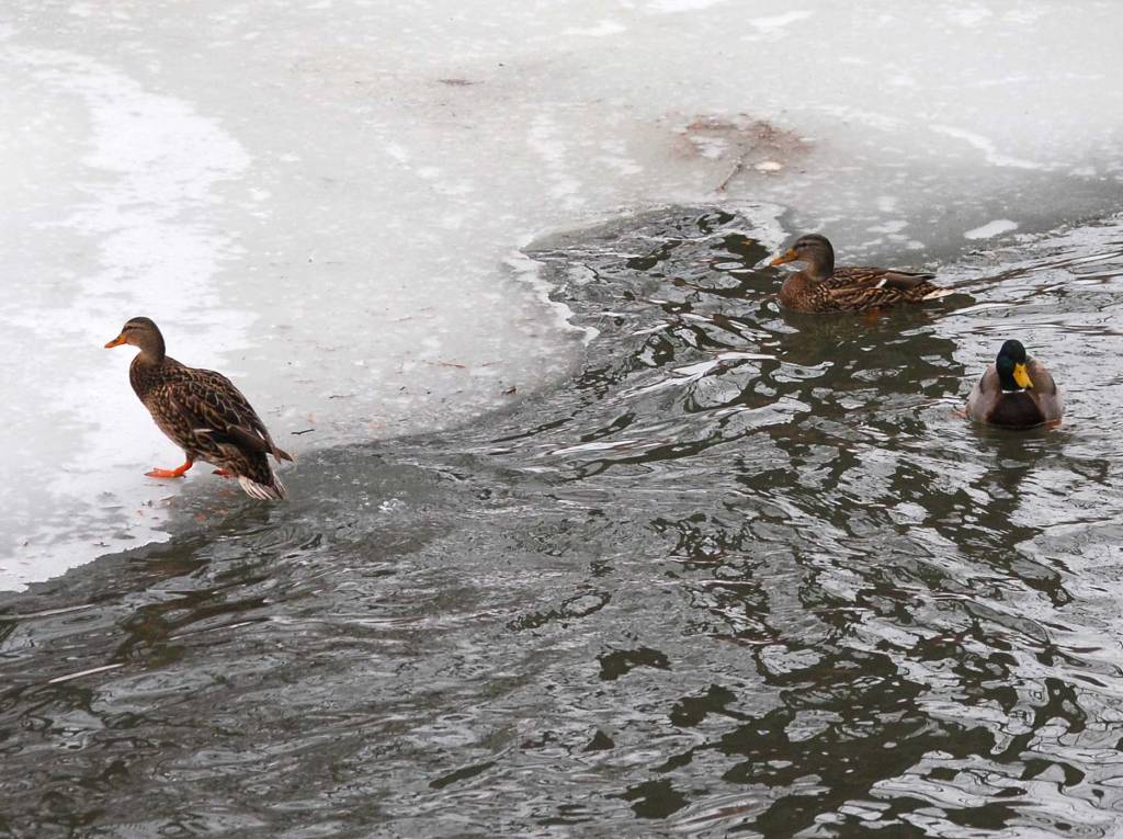 Two female and one male mallard ducks swimming along the icy banks of a river.