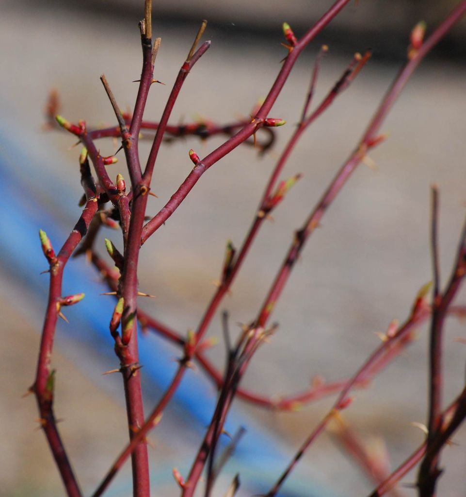 Spring growth on a wild rose shrub