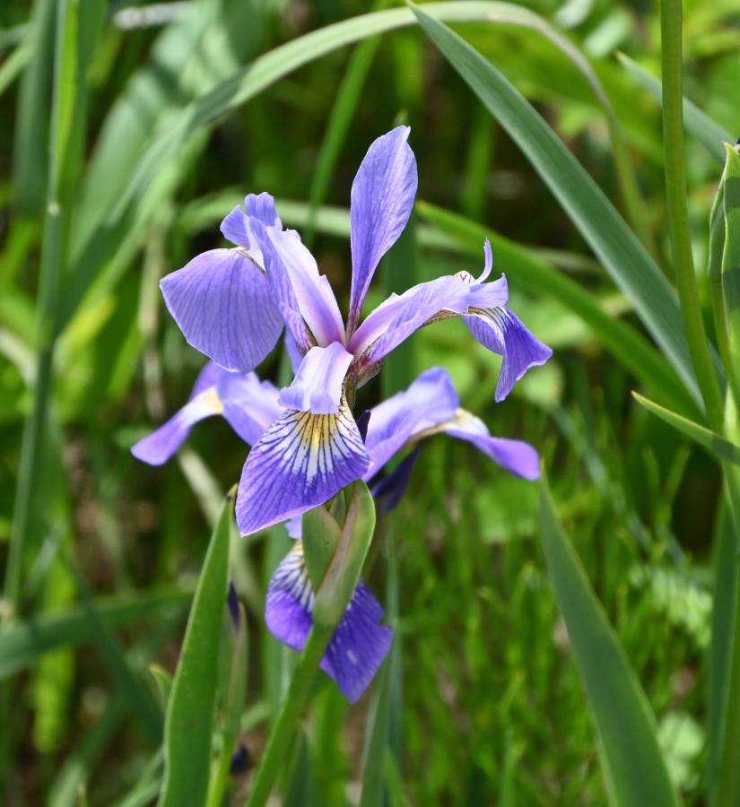 An Iris in a wild meadow. This is an example of bilateral symmetry