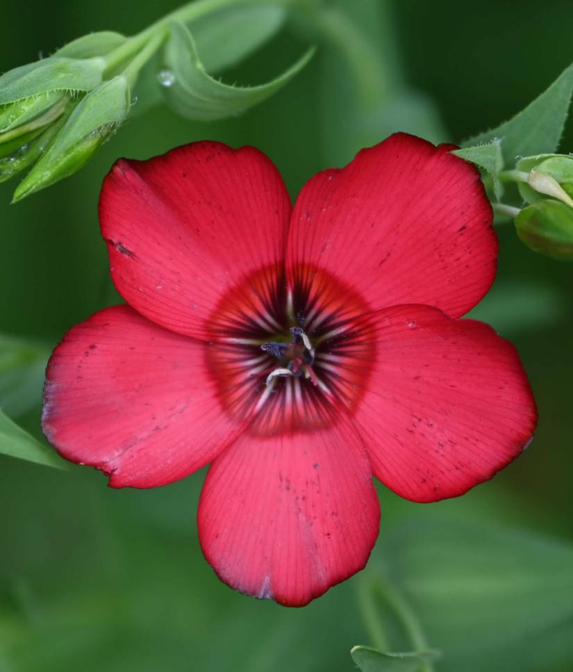 This Scarlet Flax flower has the Fibonacci number 5 for its petal count 