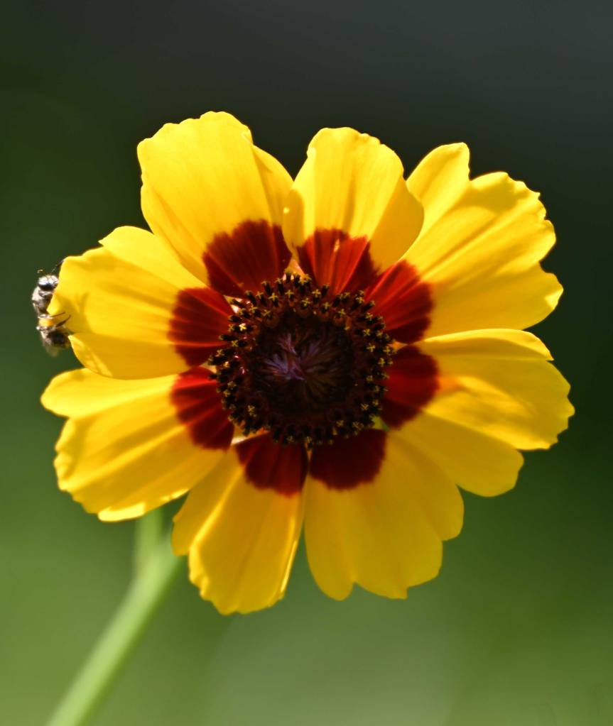 This Plains Coreopsis flower is an example of radial symmetry 