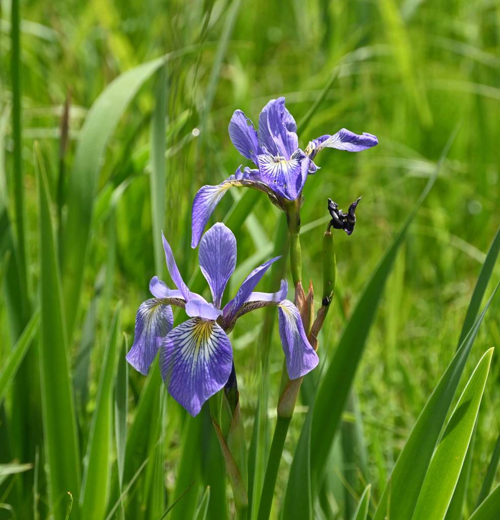 Wild iris in a field in New Brunswick canada