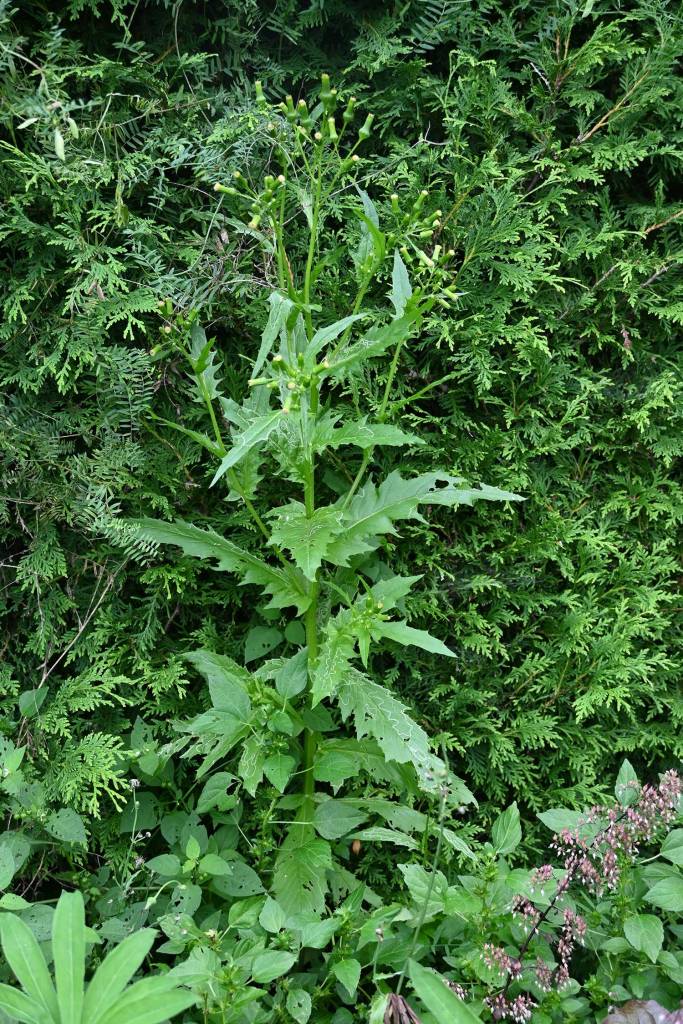 One of the many 3 feet tall weeds in my garden