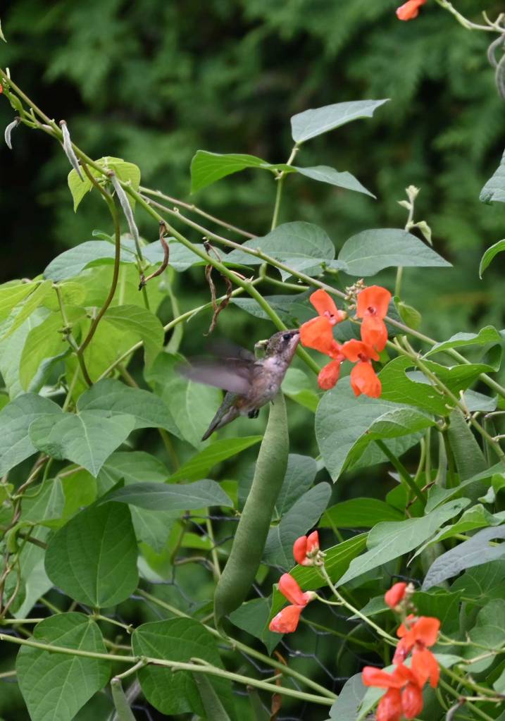 Hummingbird visiting the scarlet runner beans