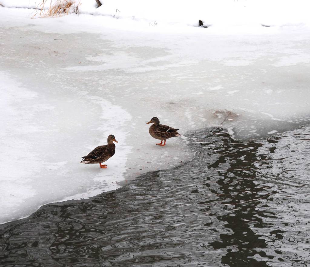 Mallard ducks are one of the few ducks that stay during the winter.