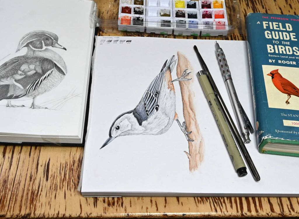 A graphite drawing a male Wood Duck and a Watercolour and pen drawing of a White-breasted Nuthatch that I drew.