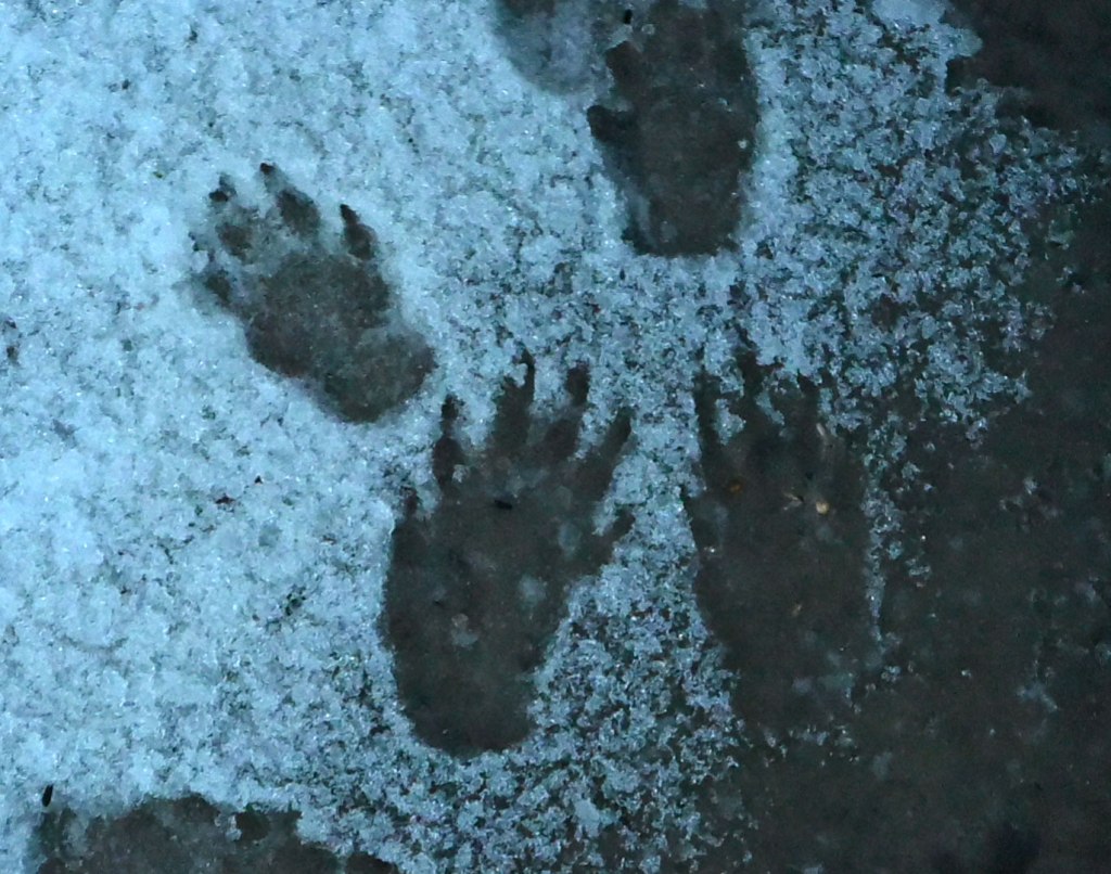An early morning photo of Raccoon tracks in the backyard.