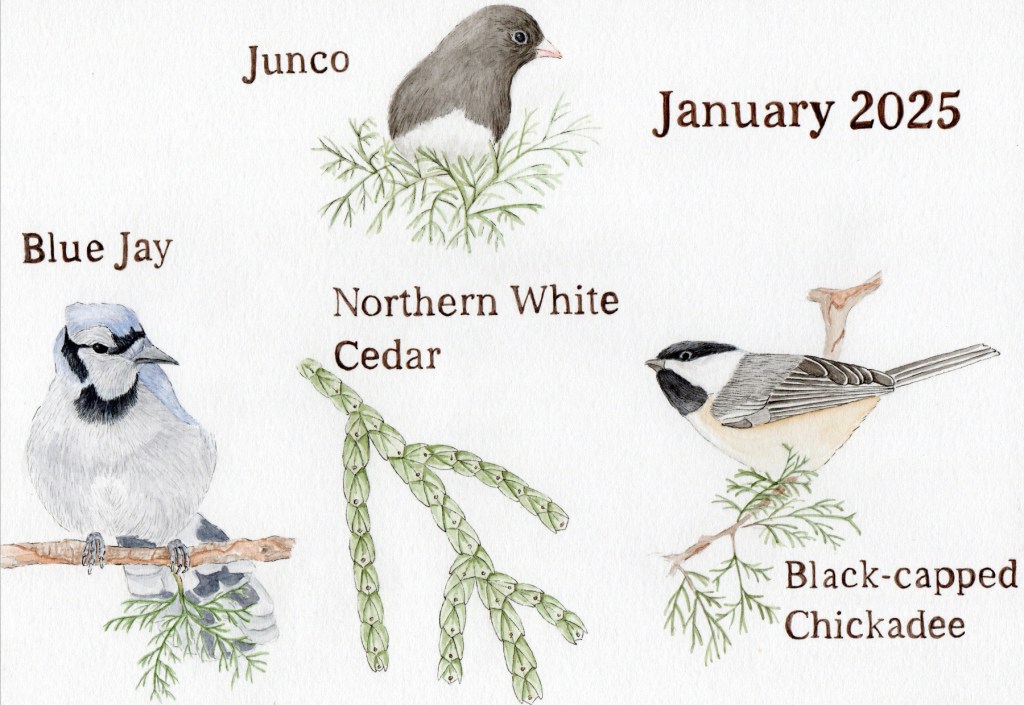 Nature Journal page for January 2025 of the following birds: Junco, Blue Jay, and Black-capped Chickadee. The illustrations are made using watercolour and pen.