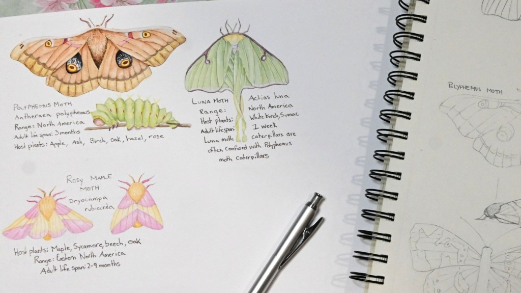 Watercolor illustrations of a Polyphemus Moth, its caterpillar, a Luna Moth, and two Rosy Maple Moths are laid out on a white surface next to an open spiral-bound sketchbook containing pencil sketches of moths and a pen.